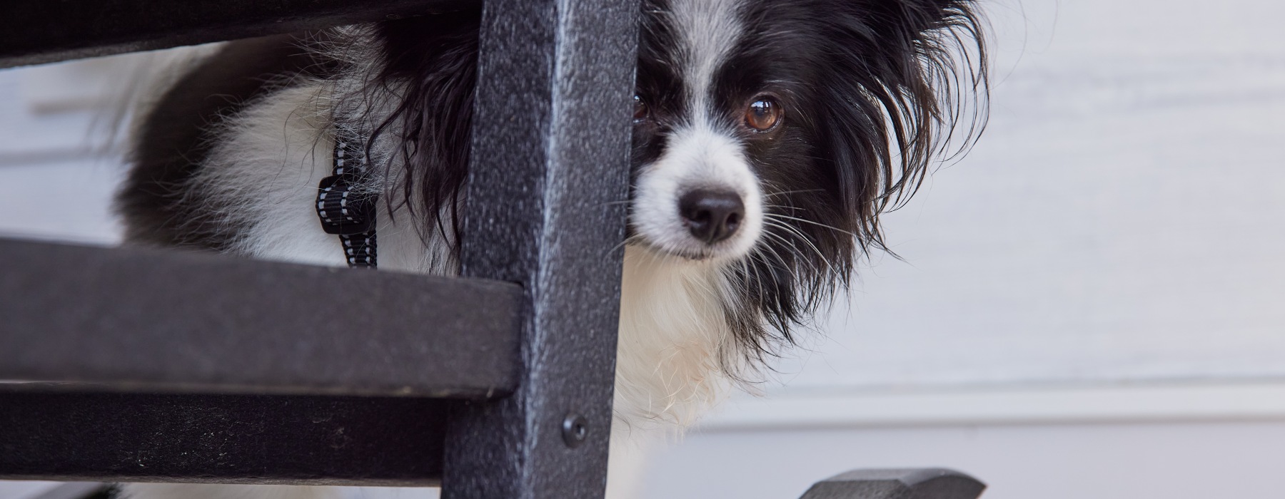 a dog behind a chair